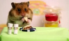 老鼠短视频,趣味横生的动物日常